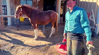 NEGLECTED PONY has the HAPPIEST REACTION TO GETTING HIS HOOVES TRIMMED |The Dodo Heroes