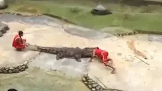 Graphic Video Crocodile Bites Trainers HEAD in Front of Spectators Horrific Stunt