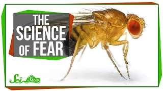 Seasonal Genes & The Science of Fear