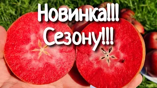 Яблоня Ред Мун. Apple Red Moon.