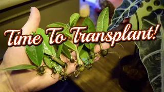 How to Move ZZ PLANT Cuttings From WATER to SOIL! 🌿