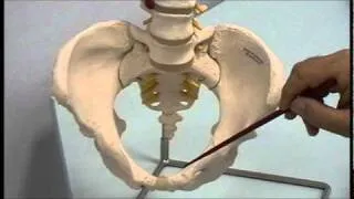 Female bony pelvis: 1-relevant osteology