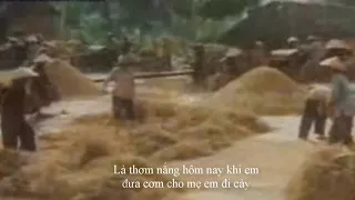 ĐƯA CƠM CHO MẸ ĐI CÀY || Ngọc Thoa - Thu Thanh Trước 1971 || Official Lyric Video by Ran Mori