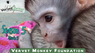 Baby monkey orphans get introduced to potential foster moms, two new orphan monkey arrivals