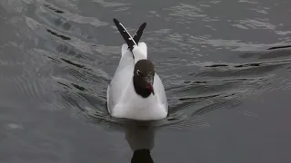Black-Headed Gull asserting itself