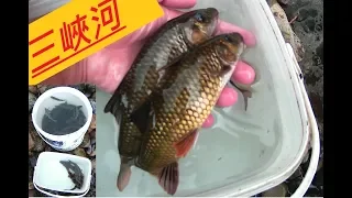 2019 5 24  三峽河ㄉ魚不輸青潭溪  環境乾淨好休憩