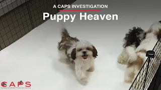 A CAPS Investigation of Puppy Heaven | Sick Puppies Sold Online | Las Vegas Pet Store