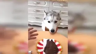 Dog Reaction to Cutting Cake P1 - Funny Dog Cake Reaction Compilation | Super dogs