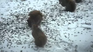 Slow motion squirrel, plus fight!