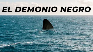 Is There A 50 Foot Shark Swimming Around Mexico?
