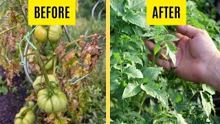 How To Turn Yellow Leaves On Tomato Plants Green (5 Hacks)