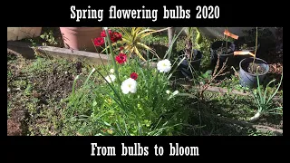 Spring flowering bulbs from bulbs to bloom 2020 (Daffodils, ranunculi, etc.)