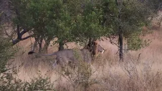 DO YOU KNOW THESE 3 MALE LIONS on H6 Kruger National Park South Africa