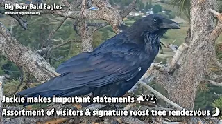 Big Bear🦅Jackie Makes Important Statements📣Assortment Of Visitors & Roost Tree Rendezvous🌙2022-09-02