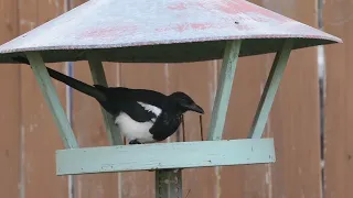 this magpie found a space ship