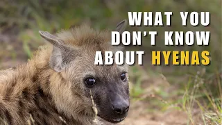 WILDLIFE DOCUMENTARY - Spotted Hyenas: Secret Masters of the African Savanna | South Africa