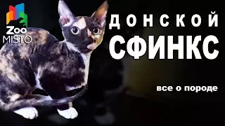 Донской Сфинкс - Все о породе Кошки | Кошка породы - Донской Сфинкс