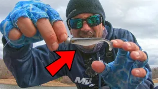 MICRO SWIMBAIT Fishing for Deep Winter BASS