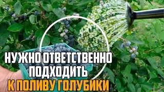 ПОЛИВ ГОЛУБИКИ НЕ ПРОСТОЕ ДЕЛО! НУЖНО ЗНАТЬ КАК ПОЛИВАТЬ!