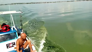 "Цветение" в Одесском заливе сине-зеленых водорослей-2.