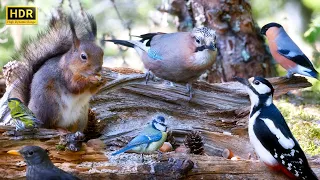 Relax in Cozy Forest Nook with Birds & Squirrels🕊️🐿️ BIRDS for Cats to Watch😻10 hours 4K HDR