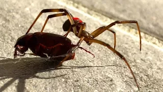 Small Redback Spider Catches Black Beetle EDUCATIONAL VIDEO