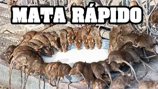 HOW TO KILL RATS | KILLS ALL RAT WITHOUT POISON AND WITHOUT SPENDING ANYTHING