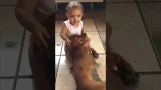 Dog’s Affectionate Gesture towards a Little Girl