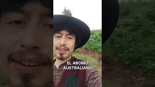 El aromo australiano