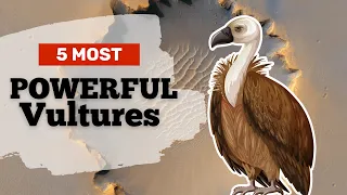 5 Most Powerful Vultures | Majestic Birds of Prey