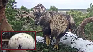 Kaljukotkas::Golden Eagle~🥳 Change of incubation! Finally Kalju returned home~10:40 am 2024/04/28