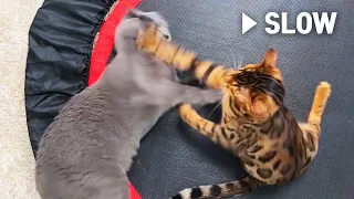 Cat vs Cat Fight Slow motionㅣDino cat #Shorts