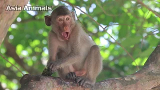 Baby monkey eat watermelon |Asia Animals|