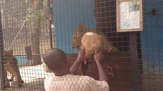 HARD TO WATCH - Feeding hungry LIONS with GOAT