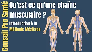 Méthode Mézières #1 : le principe des chaînes musculaires