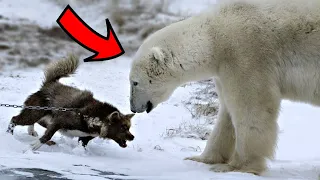 10 Insane Facts About Polar Bears