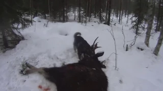 Hirvenkaato Mökälle (52) - Moose hunting - älgjakt- slow motion