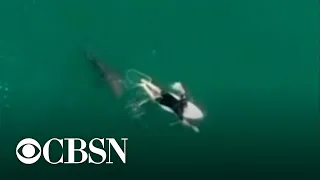 Surfer escapes close encounter with shark in Australia