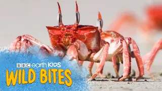 Crabs Can Lay ONE HUNDRED THOUSAND Eggs At A Time! | Wild Bites | BBC Earth Kids