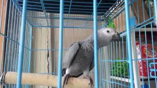 Talking African grey chick @ SALMAN'S EXOTIC PETS