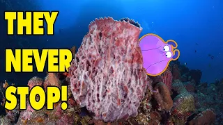 How One of the Oldest Animals in the World Constantly Rearranges Their Insides | Alien Ocean