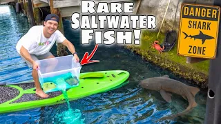 Fish Trap Catches Rare Trigger Fish For My Saltwater Pond! (Under Shark Infested Dock)