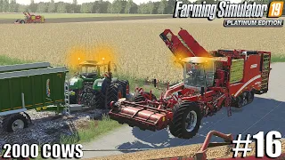 Harvesting Potatoes in Mud DAY 2 | 2000 Cows Farm | Farming Simulator 19 | #16