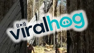 Huge and Hazardous Tree Laid Down by Loggers || ViralHog