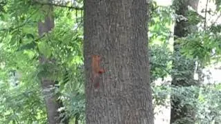 2012 -Прикол!!! Пьяная белка зажигает.drunk squirrel.