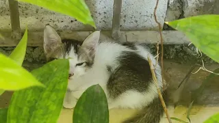 Abandoned Kitten Found Besides the school Garden