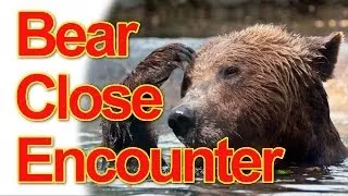 Man & Bear Close Encounter Compilation