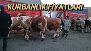 19 MART SALI KIRIKKALE HAYVAN PAZARI/KURBANLIK FİYATLARI GÜNCEL