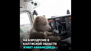 На аэродроме под Калугой живет авиамедведь