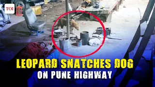 Shocking Encounter: Leopard snatches a dog sleeping next to a man on Pune highway